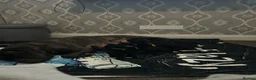 Cane Corso dogs for sale: 1 left 🐾🐶Cane Corso Mastiff Puppies for Sale  - Advert 26