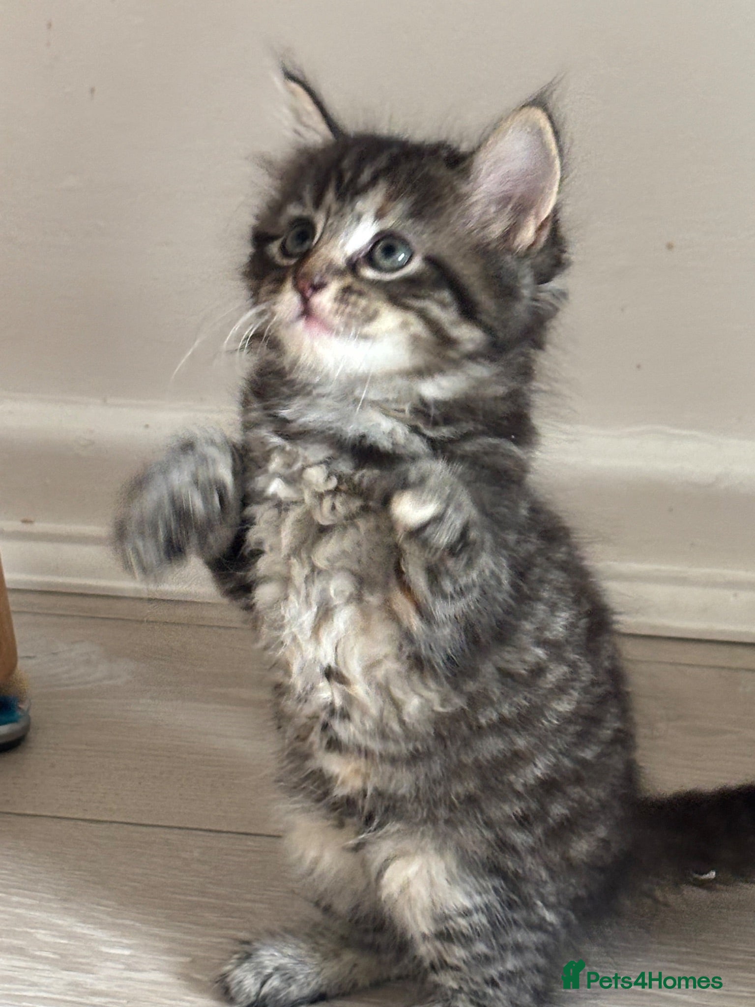British Shorthair cats 4 beautiful kittens looking for new homes - Advert 5