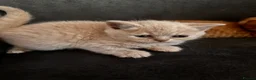 British Shorthair cats for sale: Last blue British shorthair kitten - Advert 15