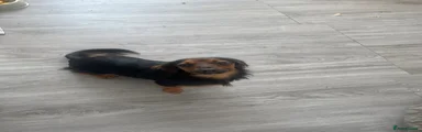 Mixed Breed 1