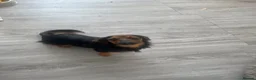 Mixed Breed dogs for sale: Female Dachshund Cross Looking for a Loving Home  - Advert 2