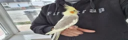 Cockatiels birds for sale: Super Hand Tamed cockatiel for sale  - Advert 5