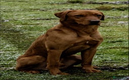 Labrador Retriever dogs for sale: Stunning KC Fox Reds  - Advert 16