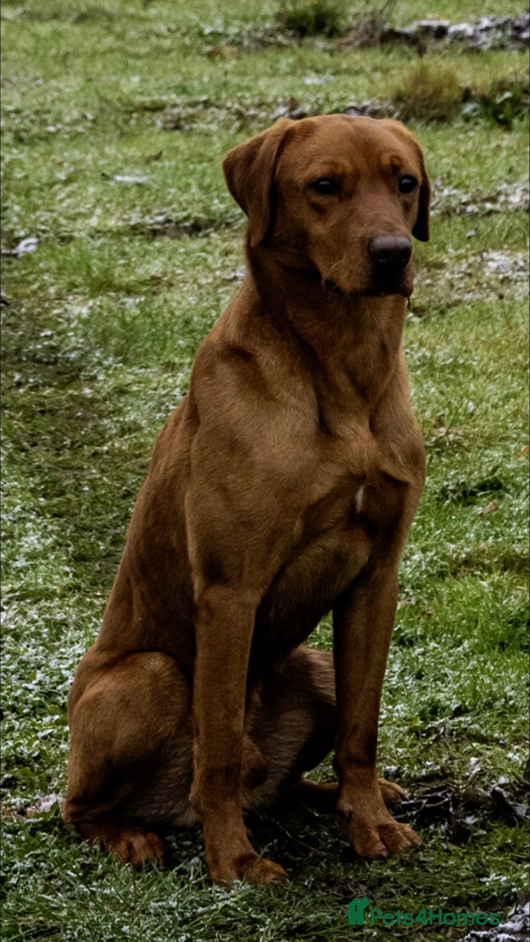 Labrador Retriever dogs for sale: Stunning KC Fox Reds  - Advert 16