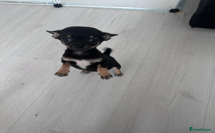 Chihuahua dogs - Advert 4