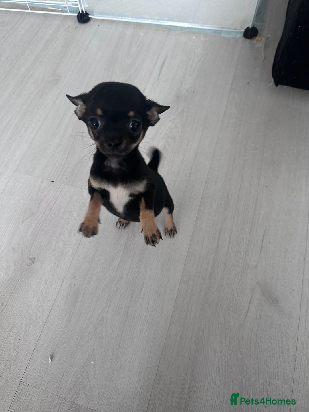 Chihuahua dogs for sale: Sweet Amy 🍬 - Image 1