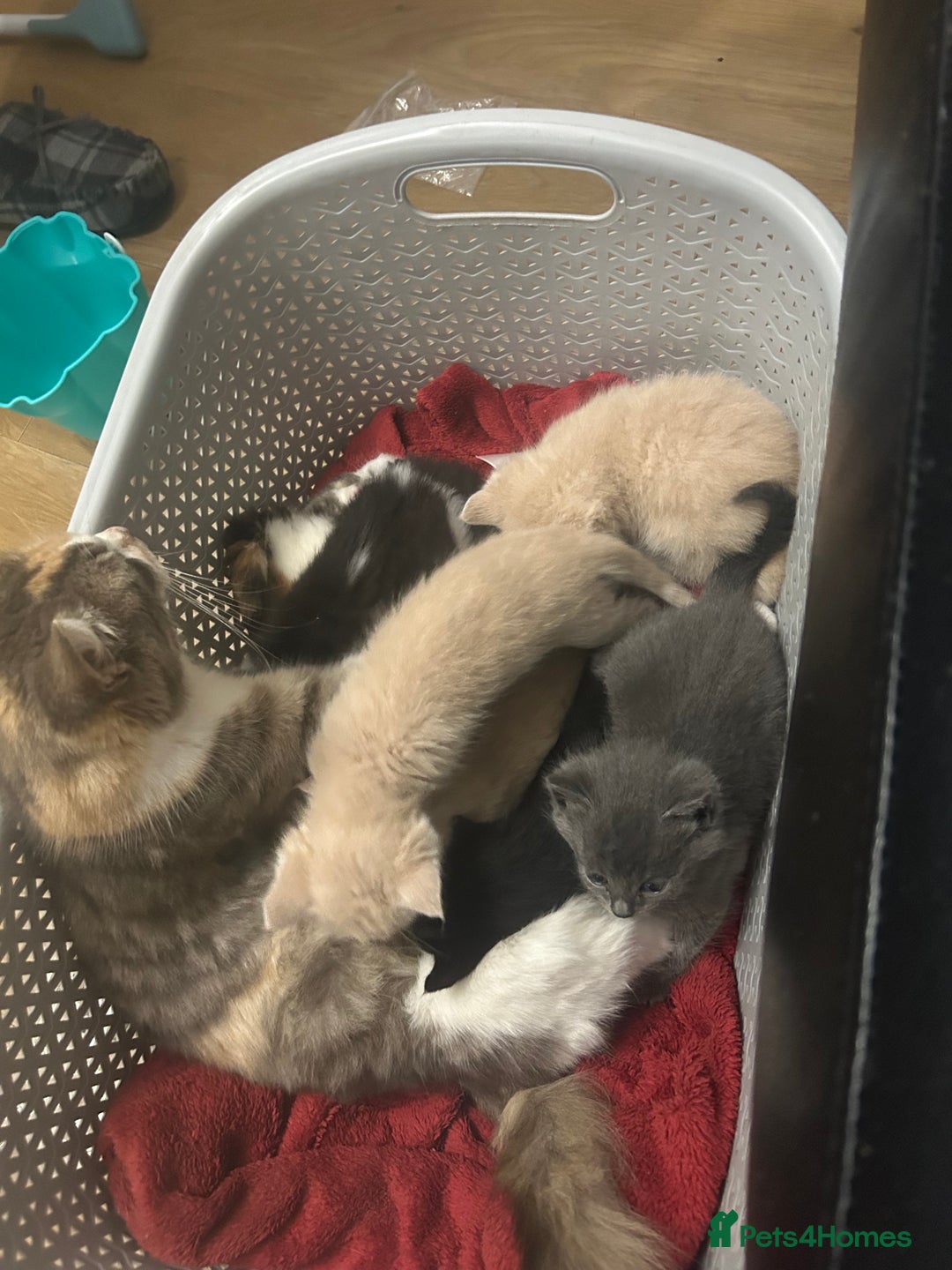 Mixed Breed cats for sale: Beautiful kittens READY NOW - Image 9