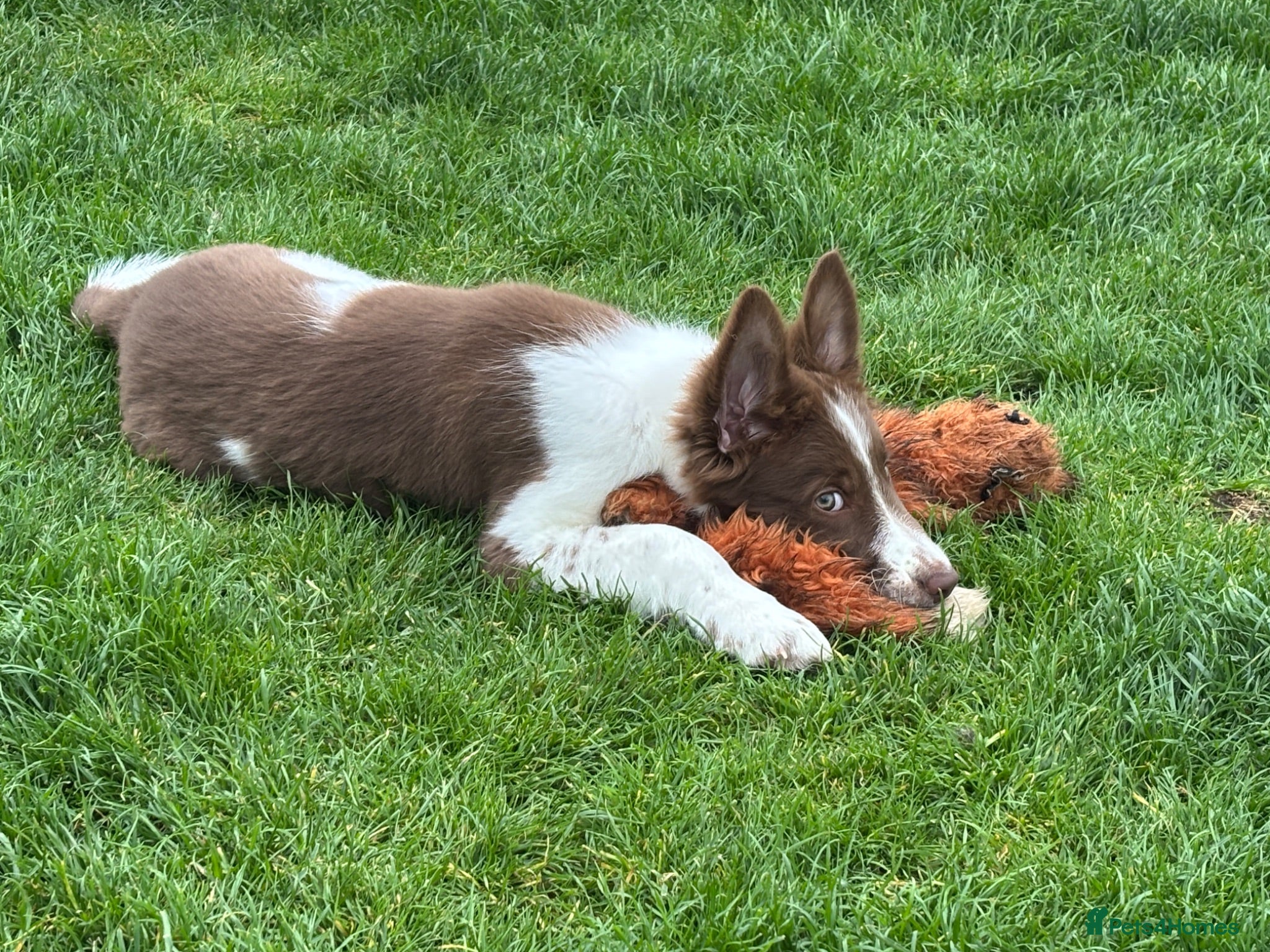 Border Collie dogs Stunning  Border collie puppy  - Advert 4