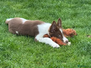 Border Collie dogs Stunning Border collie puppy - Advert 4