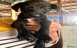 Mixed Breed dogs for sale: 10 Bedlington Whippet Puppies - 6 DOGS 4 BITCHES - Image 16