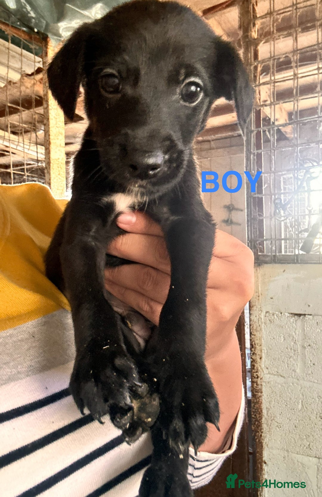 Mixed Breed dogs for sale: 10 Bedlington Whippet Puppies - 6 DOGS 4 BITCHES - Image 16
