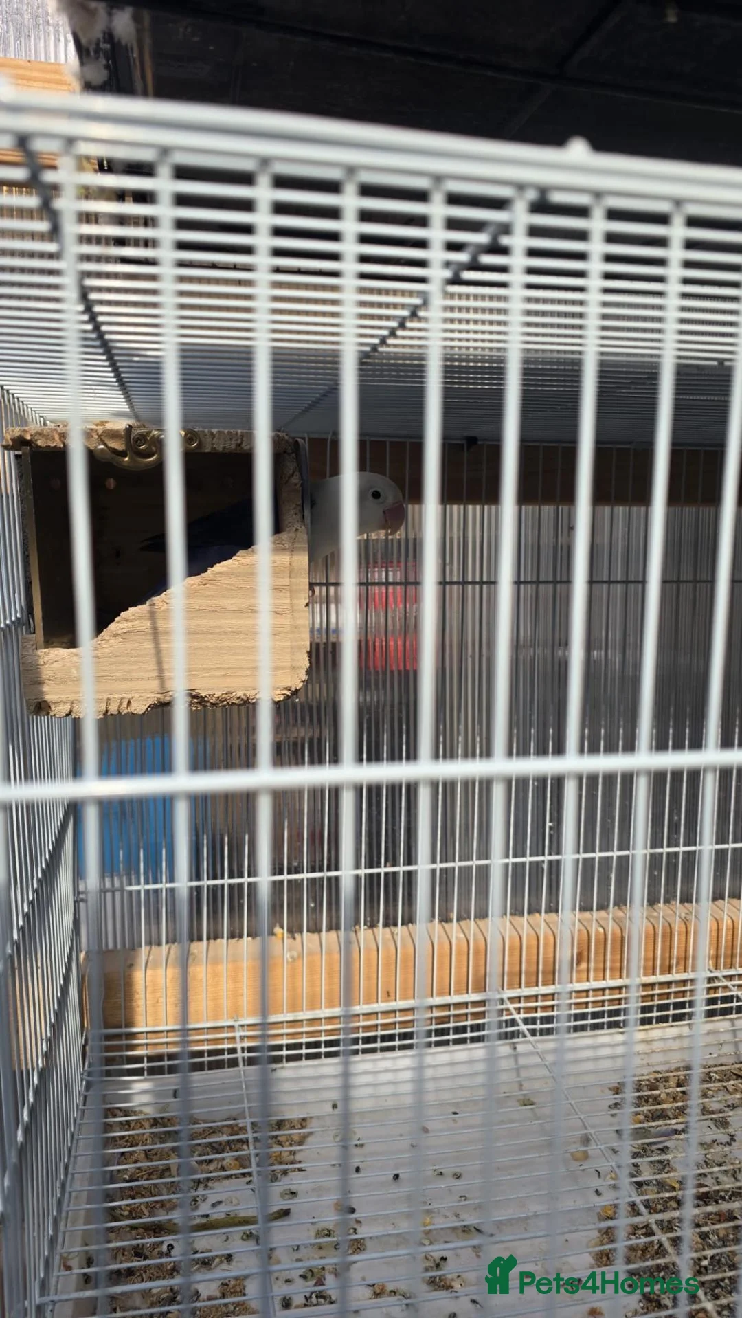 Conures birds for sale: Conures Proven Breeding  - Advert 6
