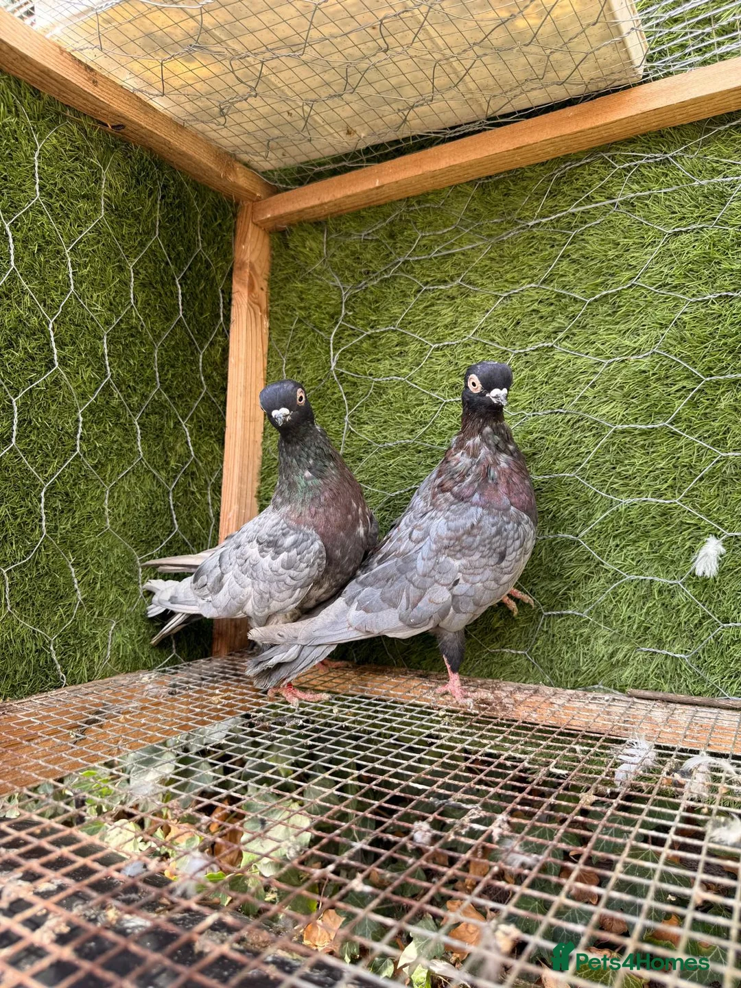 Pigeons birds for sale: 20 Mix  pigeon for sale - Advert 8