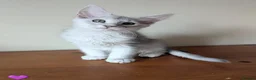 Maine Coon cats for sale: Maine Coon Kittens  - Advert 7