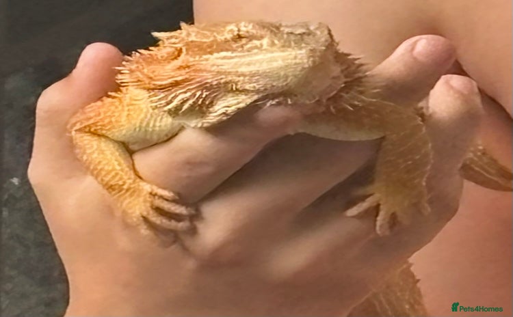 Bearded Dragon reptiles - Advert 3
