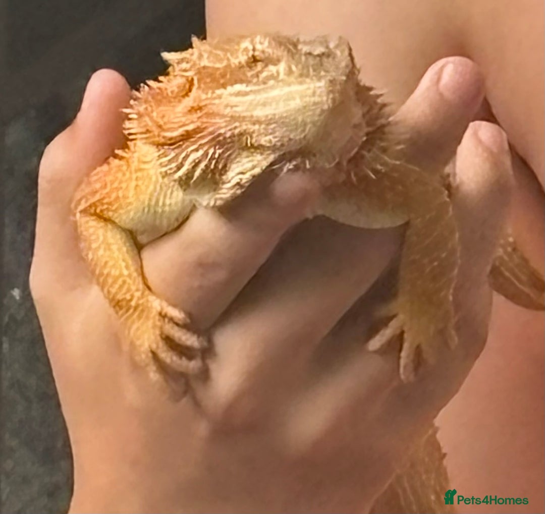 Bearded Dragon reptiles for sale: Bearded dragon with full set up  - Image 1