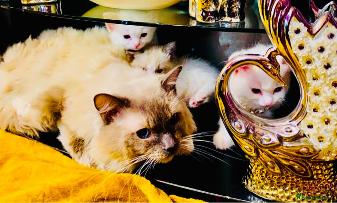Ragdoll cats for sale: Beautiful Ragdol - Image 22