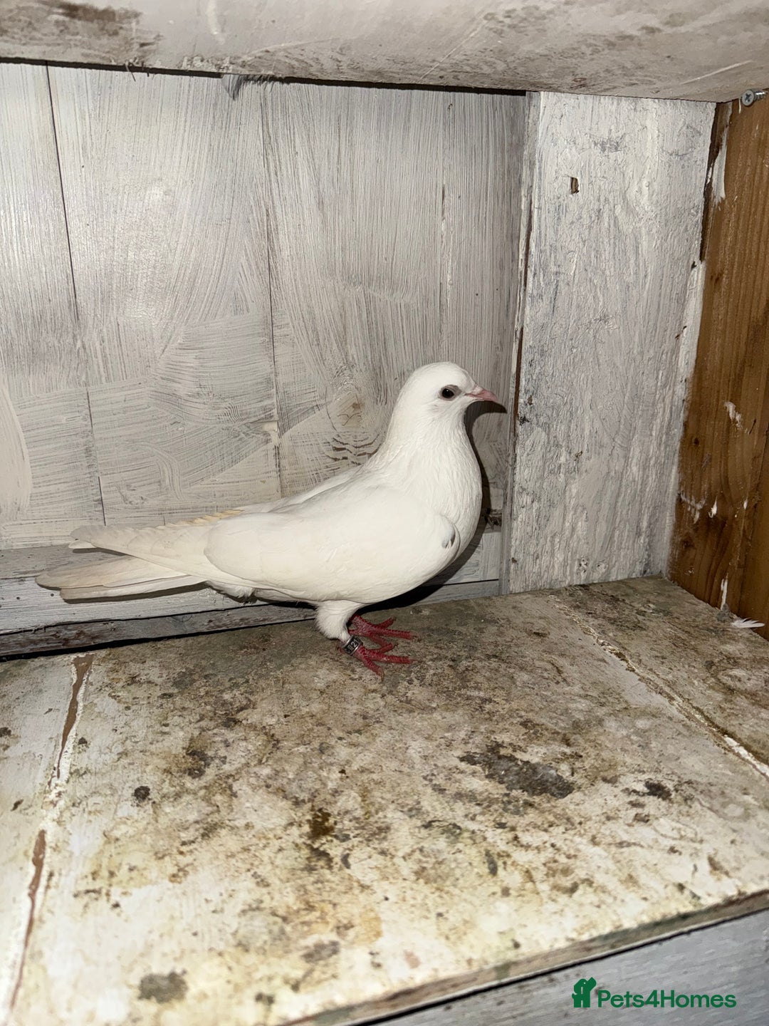 Pigeons birds for sale: Birmingham rollers for sale  - Advert 3