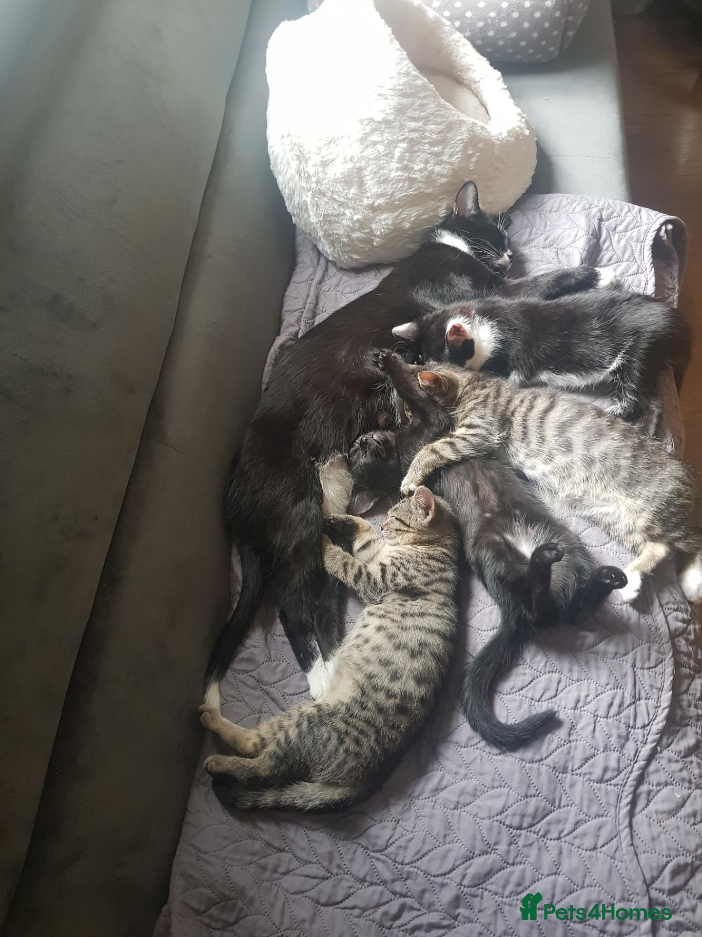 European cats Beautiful Female Kittens Looking for Loving Homes  - Advert 1
