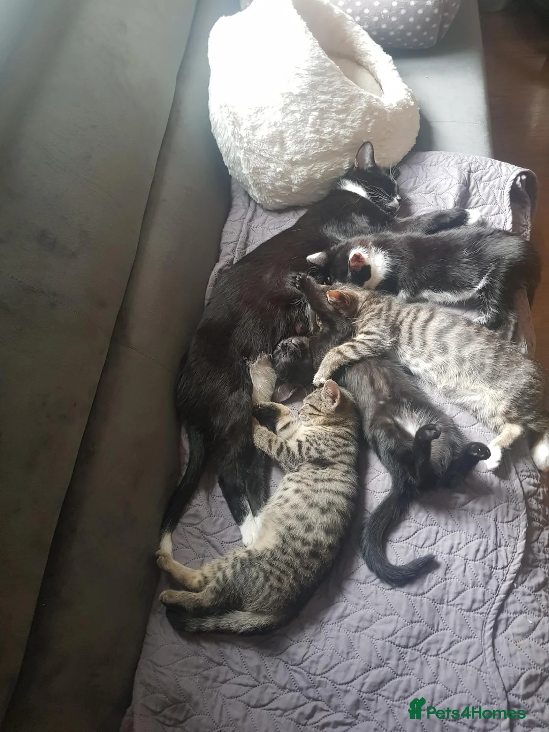 European cats for sale: Beautiful Female Kittens Looking for Loving Homes  - Advert 1
