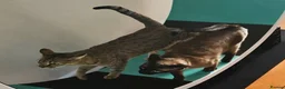 Savannah cats for sale: Stunning F4 Savannah Girl Seeking the Perfect Home - Advert 4