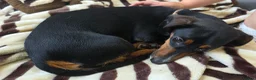 Dachshund dogs for sale: Beautiful dachshund girl - Advert 1