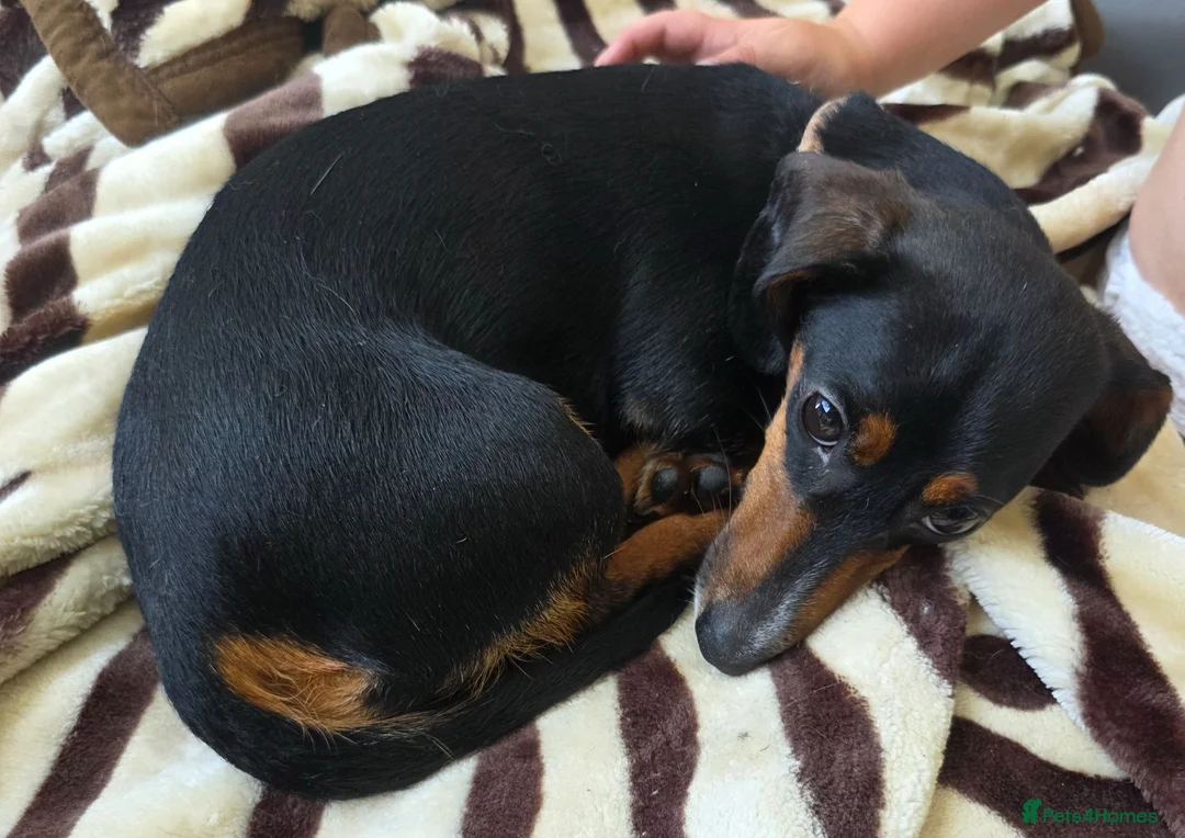 Dachshund dogs for sale: Beautiful dachshund girl - Advert 1