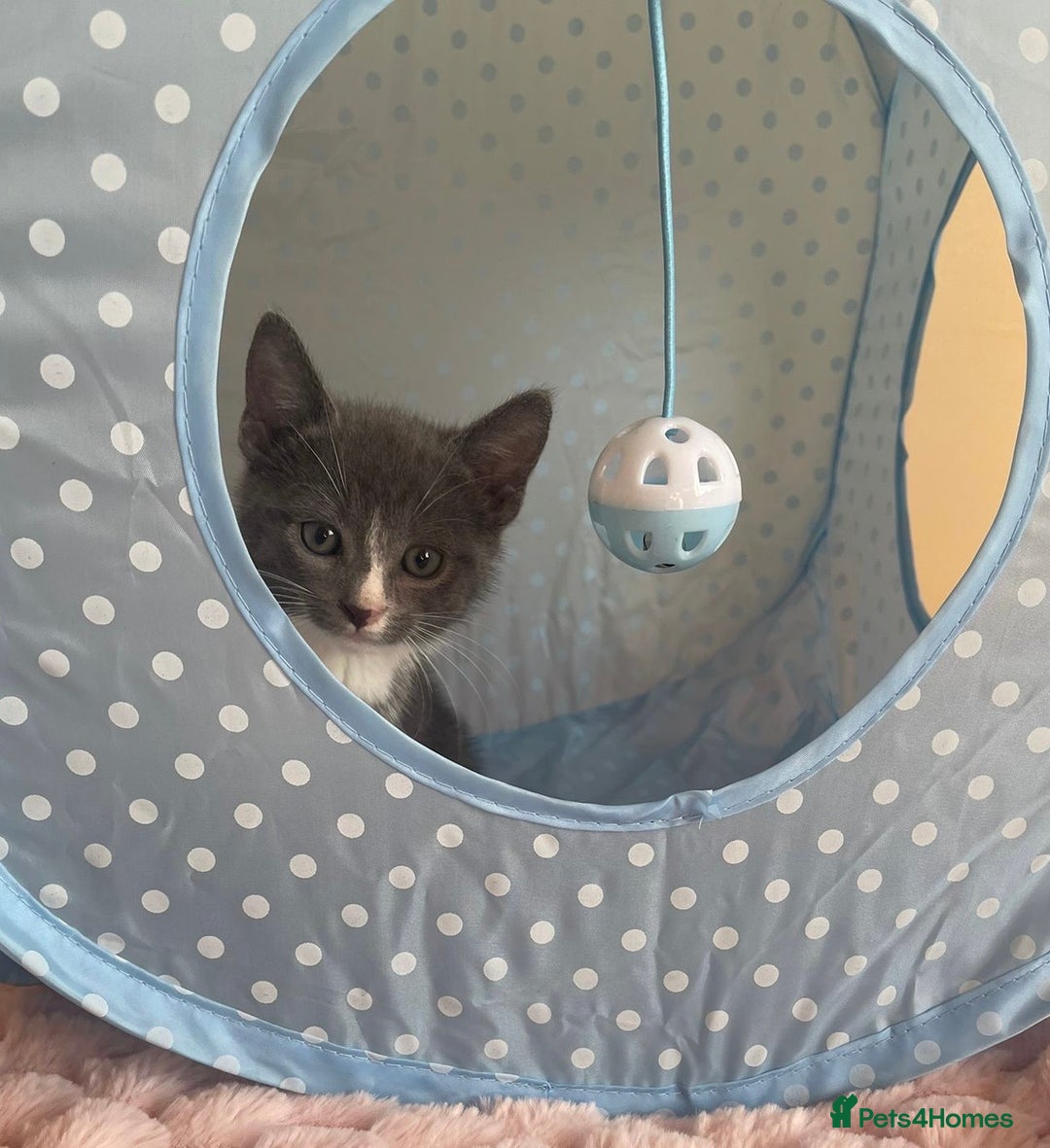 Ragdoll cats for sale: Ragdoll Cross Maine Coon Kitten - Image 9