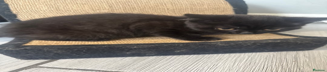 (Mixed)British Shorthair Kitten 2