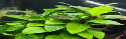 Live Bearers fish for sale: Ameca splendens/Butterfly splitfin - Advert 6