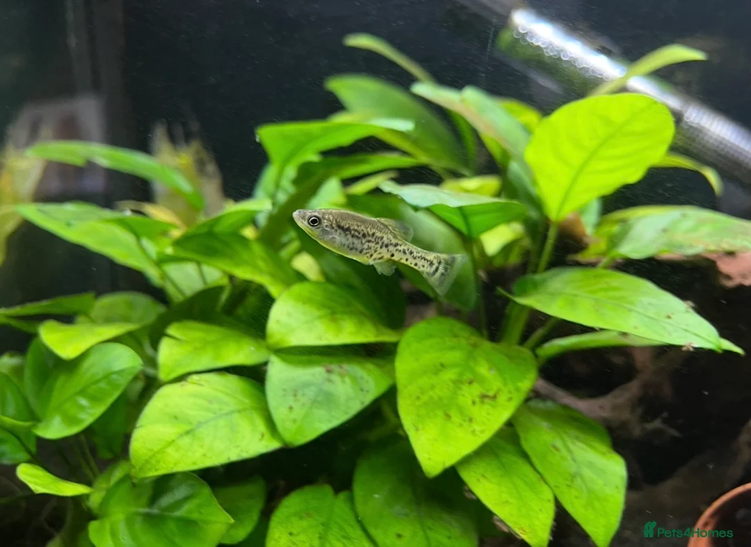 Live Bearers fish for sale: Ameca splendens/Butterfly splitfin - Advert 6