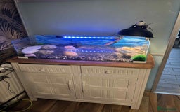 Turtle reptiles for sale: Two musk turtles with full set up and food  - Image 1
