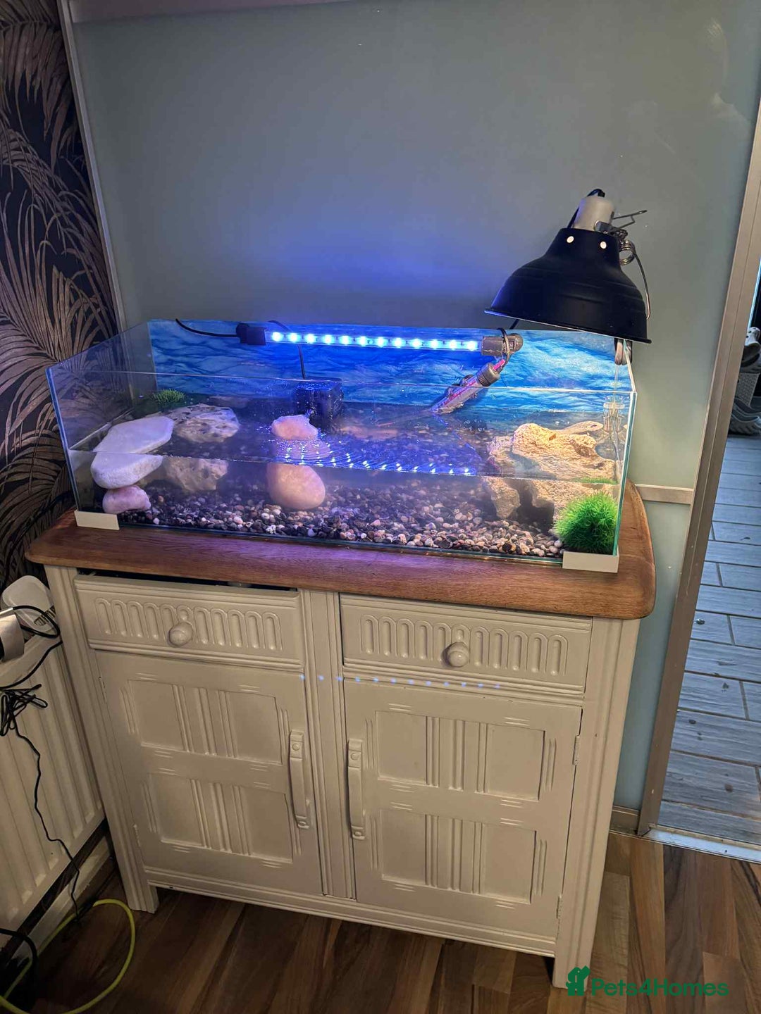 Turtle reptiles for sale: Two musk turtles with full set up and food  - Image 1