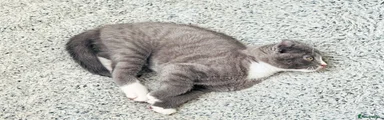 Mixed Breed 1