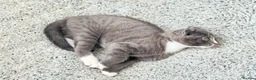 Mixed Breed cats for sale: Stunning Charcoal Mackrel Stripe Female Kitten  - Advert 17