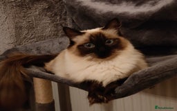 Ragdoll cats for sale: Ragdoll - Image 1