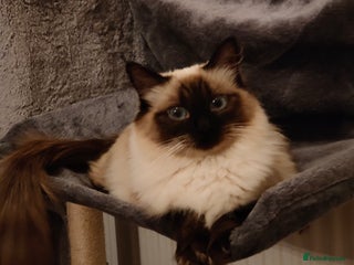 Ragdoll cats Ragdoll - Advert 11