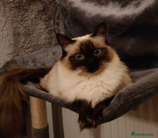 Ragdoll cats - Advert 1