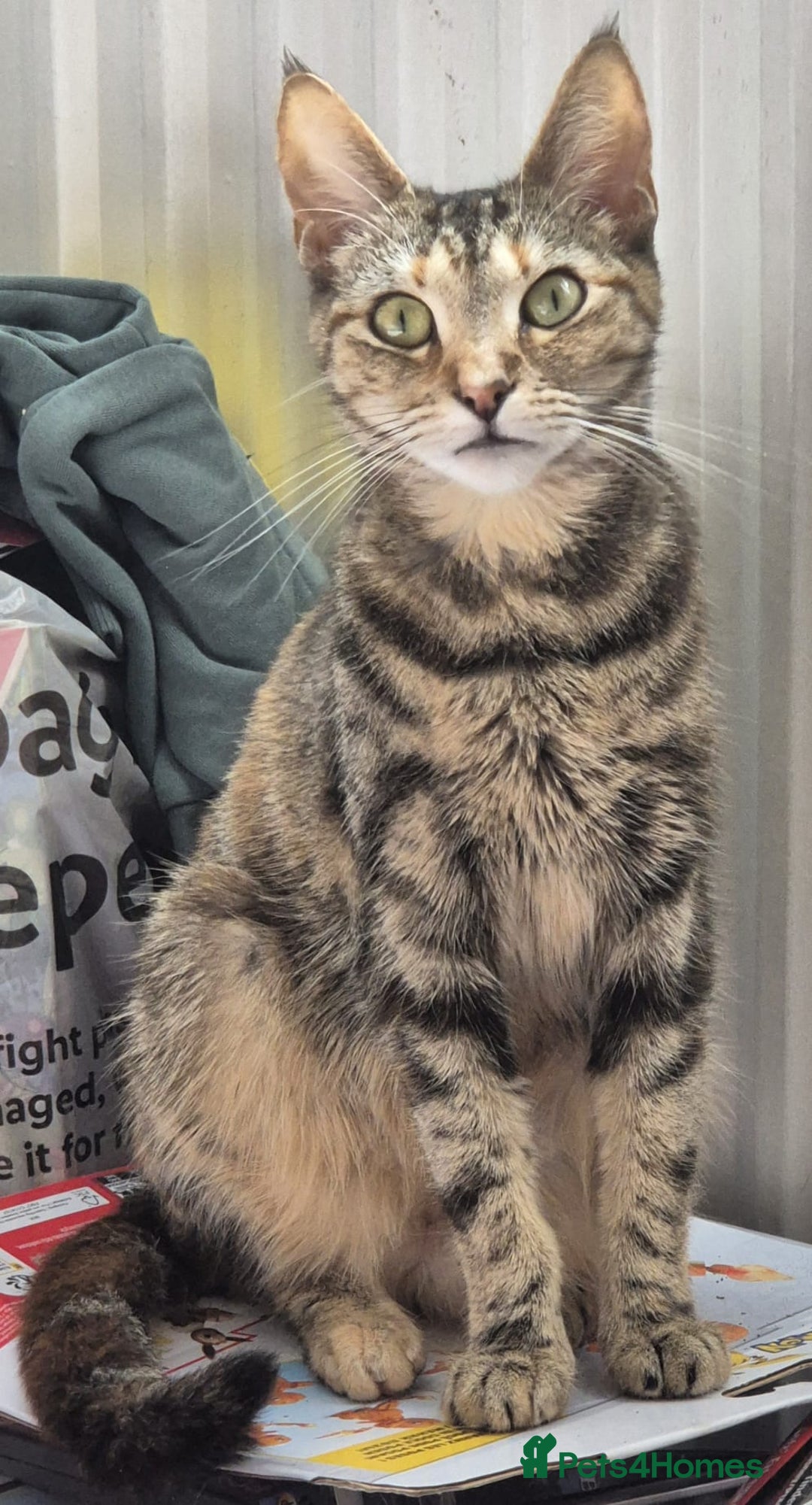 British Shorthair cats for sale: Beautiful 4 year old female cat - Image 2