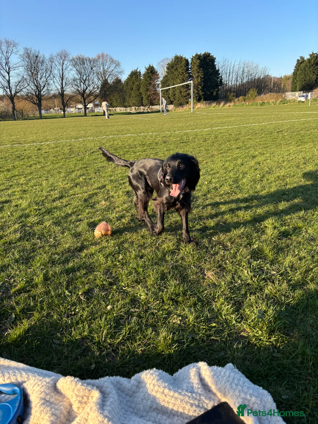 Cocker Spaniel dogs for sale: Female cocker spaniel  in Doncaster - Advert 5