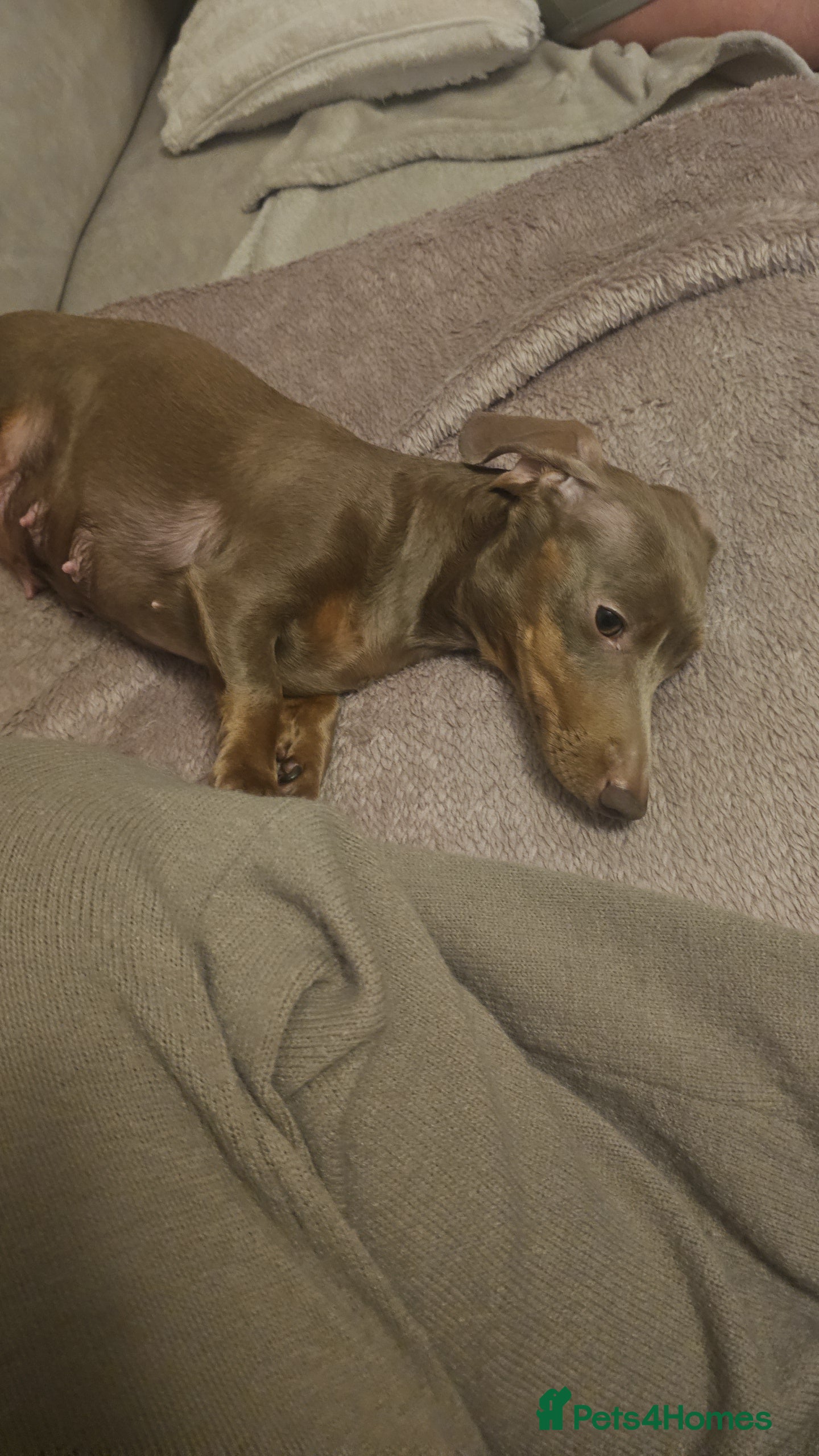 Miniature Dachshund dogs Miss b - Advert 1