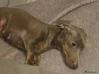 Miniature Dachshund dogs Miss b - Advert 1
