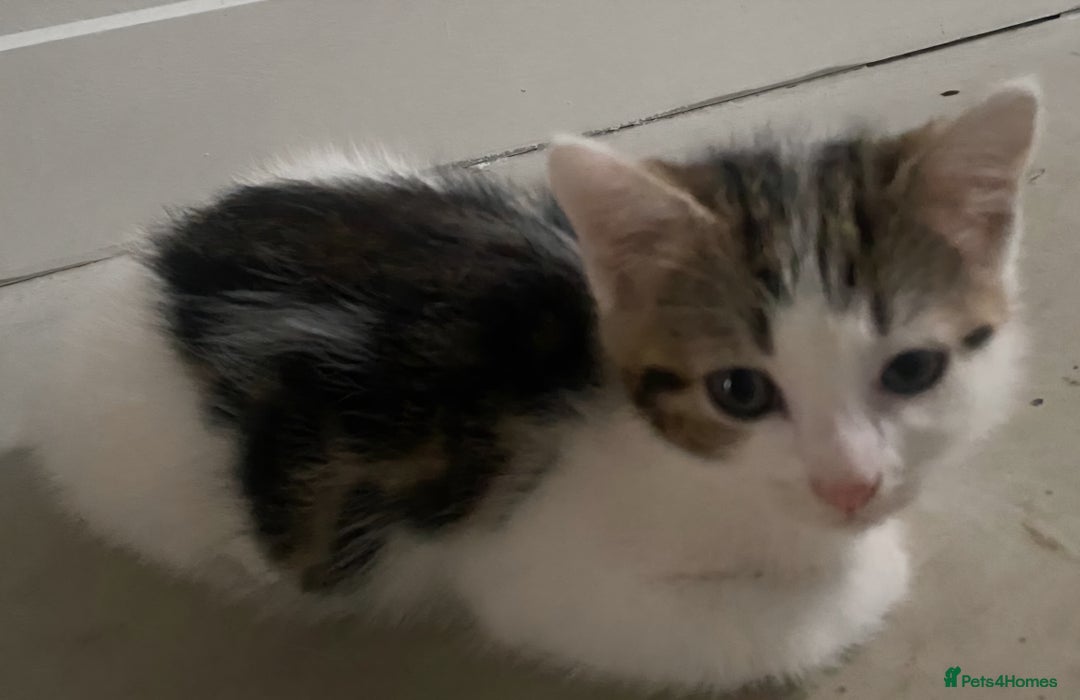 Domestic Shorthair cats for sale: Mrs Gemma Burton - Image 2