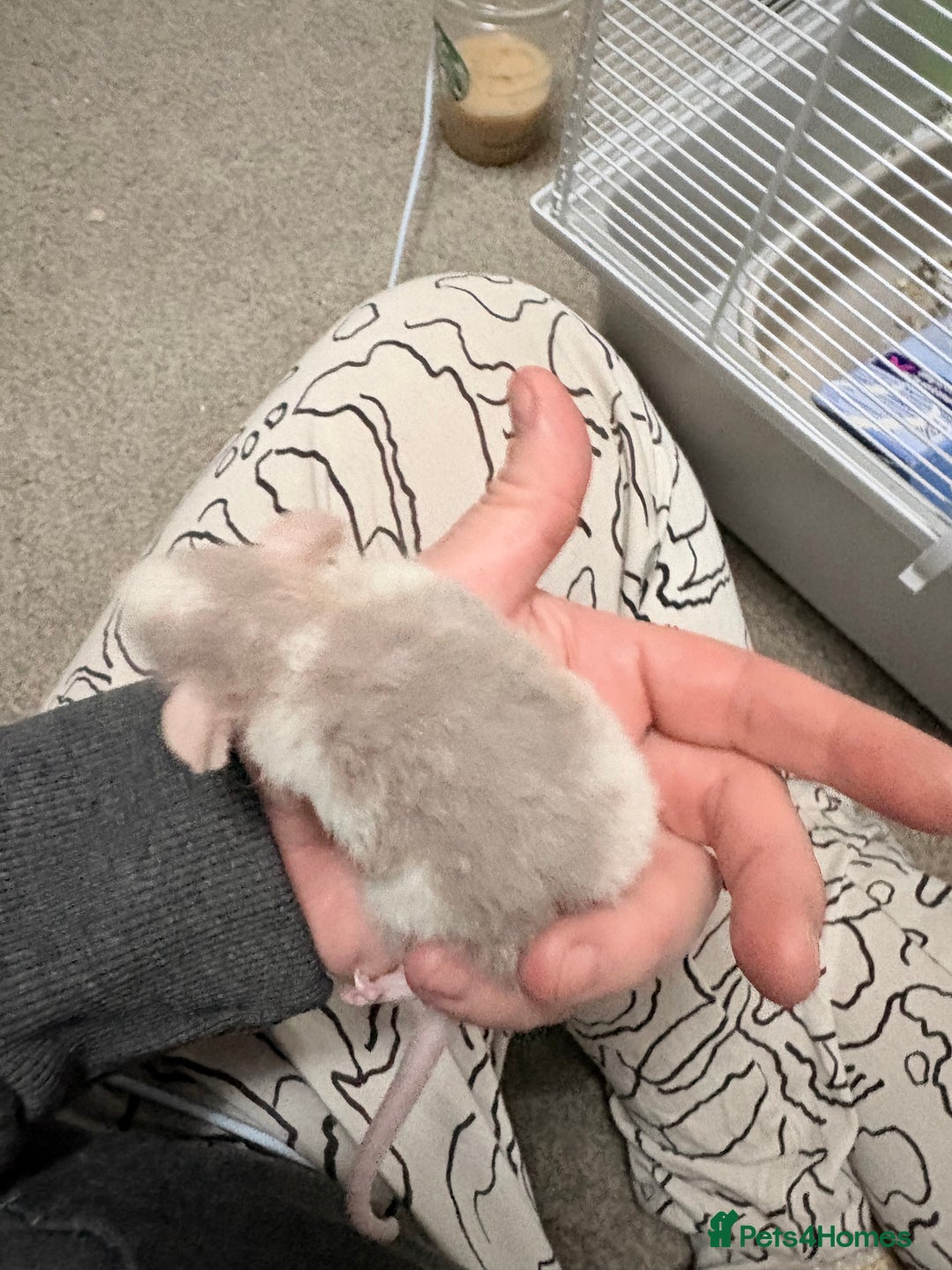 Rat rodents for sale: Beautiful male dumbo/husky baby rats - Advert 11