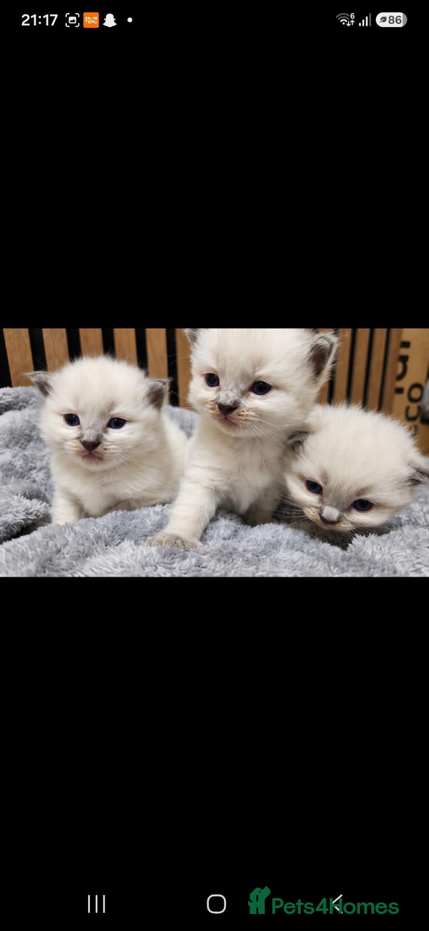 Ragdoll cats 🐾✨ Stunning Blue Point Ragdoll Kittens ✨🐾 - Advert 11