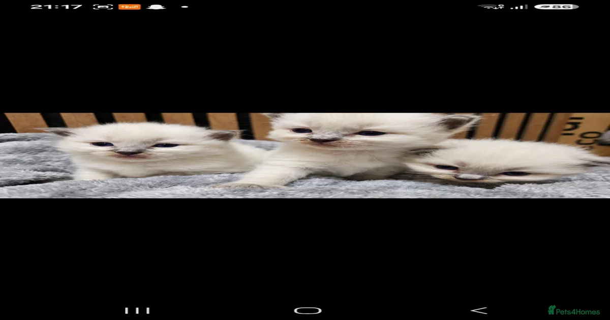 🐾 Stunning Blue Point Ragdoll Kittens 🐾 for sale in Llanelli | Pets4Homes
