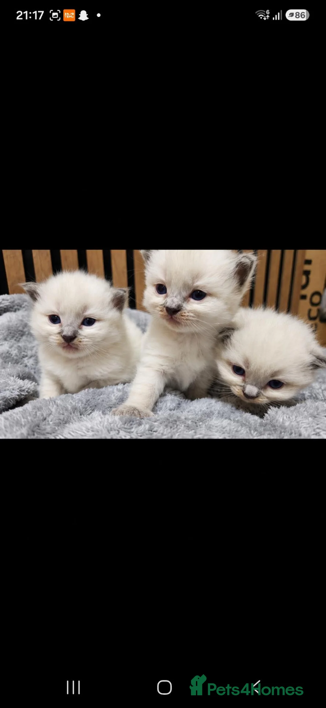 Ragdoll cats for sale: 🐾✨ Stunning Blue Point Ragdoll Kittens ✨🐾 - Advert 1