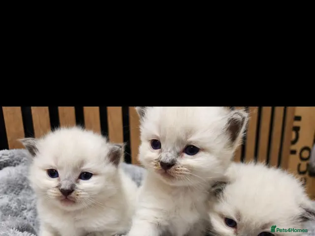 Ragdoll cats 🐾✨ Stunning Blue Point Ragdoll Kittens ✨🐾 - Advert 11