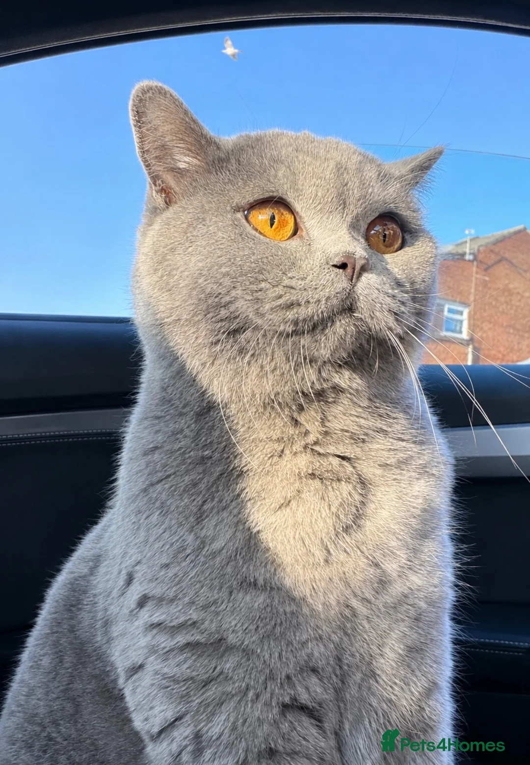 British Shorthair cats for sale: Female British Shorthair  - Advert 1