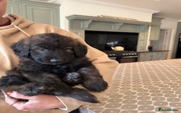 Mixed Breed dogs for sale: Goldendoodle x Blue Sable German Shepard puppies - Advert 9